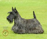 Scottish Terrier